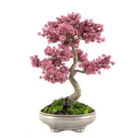 Sakura bonsai tree